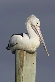 Post Prints: Australian Pelican Sitting on a jetty post in a fishing boat harbour