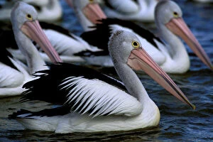 Australian pelican small group water