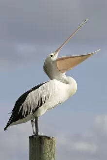 Australian Pelican - Standing with bill wide open and pointing skywards to collect rainwater to drink during a heavy