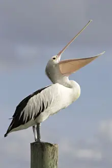 Australian Pelican Standing with bill wide open and pointing skywards to collect rainwater to drink during a heavy shower. Noosaville, Sunshine Coast, Queensland, Australia