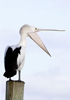 Australian Pelican - Stretching its neck out and opening its mouth in a wide gape