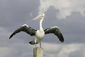 Australian Pelican - Wings outsretched after alighting