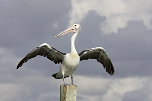 Images Dated 16th January 2007: Australian Pelican - Wings outsretched after alighting