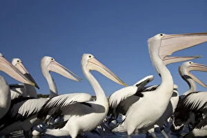 Watching Gallery: Australian Pelicans (Pelecanus conspicillatus)