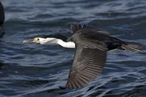 Images Dated 15th May 2012: Australian Pied Cormorant / Pied Shag