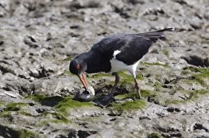 Images Dated 17th September 2010: Australian Pied Oystercatcher Probing a shellfish on the Cairns foreshore, Queensland, Australia