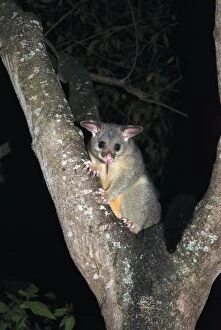 Images Dated 28th July 2012: Australian Possum - in tree at night