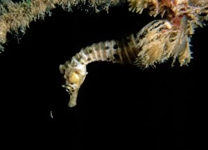 Images Dated 11th January 2011: Australian pot-bellied seahorse - juvenile hunting a mysid shrimp, Pirates Bay, Eaglehawk Neck