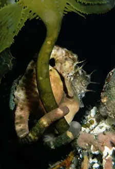 Tasmania Prints: Australian pot-bellied Seahorse - pair near pier pylon Pirates Bay