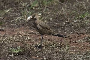 Images Dated 21st April 2004: Australian Pratincole - Attempting to eat body
