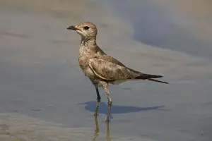 Australian Pratincole. At a drying shallow pool at Mt Barnett sewage ponds, Gibb River Road, Kimberley, Western Australia