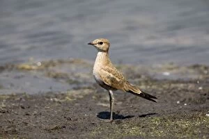 Images Dated 9th September 2006: Australian Pratincole Inhabits drier areas of inland Australia