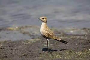 Pratincole Prints: Australian Pratincole Inhabits drier areas of inland Australia