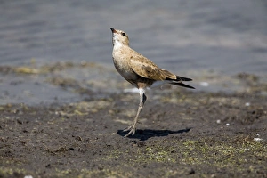Images Dated 9th September 2006: Australian Pratincole peering skyward Inhabits drier areas of inland Australia