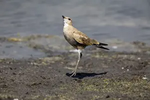 Pratincole Prints: Australian Pratincole peering skyward Inhabits drier areas of inland Australia