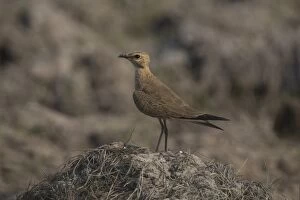Australian Pratincole Perched on a mound of earth near