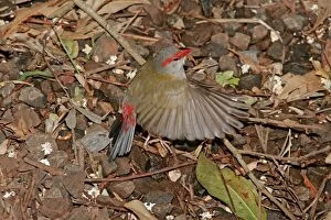 Images Dated 30th September 2009: Australian Red-browed Finch - in flight low above ground - Bunya Mountains National Park, Queensland