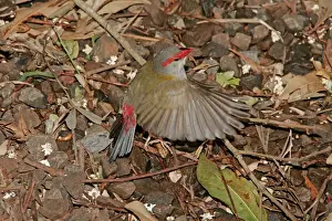 Queensland Prints: Australian Red-browed Finch - in flight low above ground - Bunya Mountains National Park