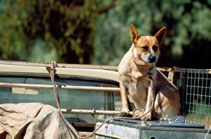 Working Collection: Australian Red Cattle Dog - working Dog on back of truck