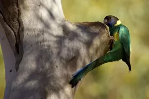 Images Dated 11th June 2008: Australian Ringneck - adult Australian Ringneck inspecting a prospective breeding hole in an