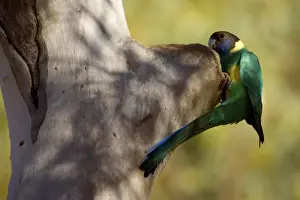 Australian Ringneck - adult Australian Ringneck inspecting a prospective breeding hole in an eucalypt tree - Finke Gorge National Park, Northern Territory, Australia