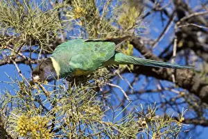 Ringneck Prints: Australian Ringneck / Port Lincoln Parrot - Feeding in tree - Finke