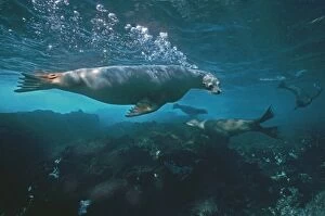 Australian Sealion - These delightful animals are seriously endangered. Used for shark bait until protection in