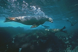 Australian Sealion - These delightful animals are seriously endangered. Used for shark bait until protection in the late 1970s their numbers have continued to decline Australian Sealion - These delightful animals are seriously endangered. Used for shark bait until protection in the late 1970s their numbers have continued to decline