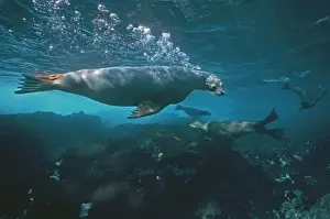 Australian Sealion - These delightful animals are seriously endangered. Used for shark bait until protection in the late 1970s their numbers have continued to decline South Australia