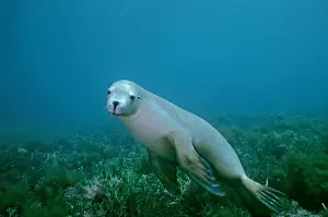 Australian Sealion - These delightful animals are seriously endangered. Used for shark bait until protection in the late 1970s their numbers have continued to decline South Australia