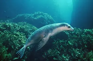 Australian Sealion - These delightful animals are seriously endangered. Used for shark bait until protection in the late 1970s their numbers have continued to decline South Australia