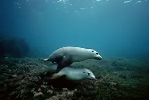 Australian Sealion - It is the friendliest and most attractive of all Sealions. They love to play together South Australia
