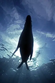 Sun Rays Prints: Australian Sealion - Resting in the sun unaware of the photographer below South Australia