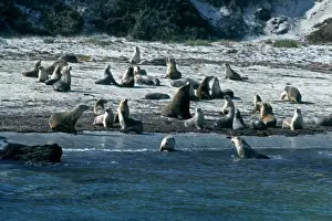 Communities Prints: Australian Sealions -Protected