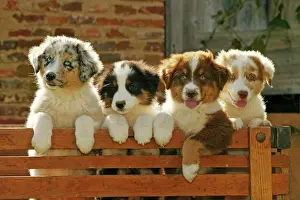 Lines Prints: Australian Sheep Dogs - Puppies looking over fence