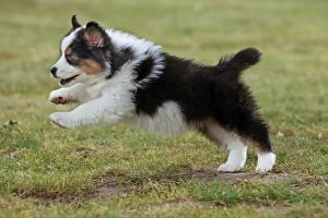 Australian Sheepdog / Shepherd Dog puppy running