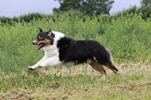 Australian Sheepdog / Shepherd Dog running