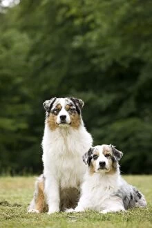 Australian sheepdog shepherd dogs