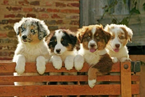 Australian Sheepdogs - Puppies looking over fence