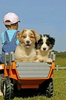 Images Dated 15th June 2004: Australian Sheepdogs - Puppies riding in toy trailor