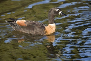 Images Dated 1st February 2006: Australian Shelduck - Female in suburban Perth. Common on large expanses of saline