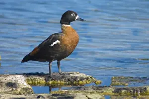 Herbivorous Prints: Australian Shelduck female. Mostly terrestrial in habits