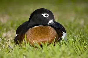Australian Shelduck female. Mostly terrestrial in habits, feeding on pasture and aquatic vegetation. Yanchep National Park, W. Australia