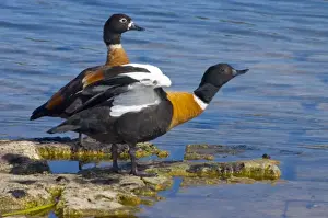 Herbivorous Prints: Australian Shelduck, male stretching wings