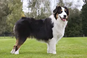 Australian Shepherd