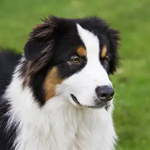 Australian Shepherd