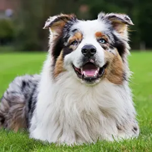Happy Prints: Australian Shepherd