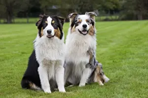 Australian Shepherd