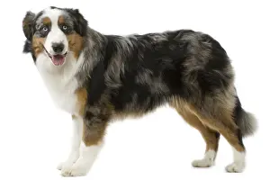 Australian Shepherd Dog