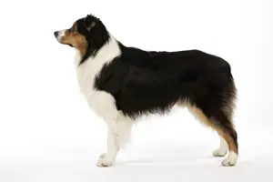 Australian Shepherd Dog